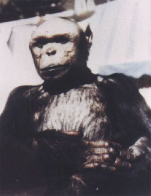 Oliver The Humanzee - YouTube