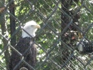Bald eagle, Land Between the Lakes Nature Center
