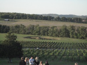 rows of grapevines Arrington Vineyard